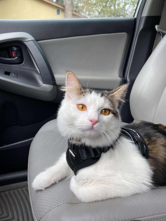 Fish, a white and tabby cat, sitting in a car seat wearing a harness