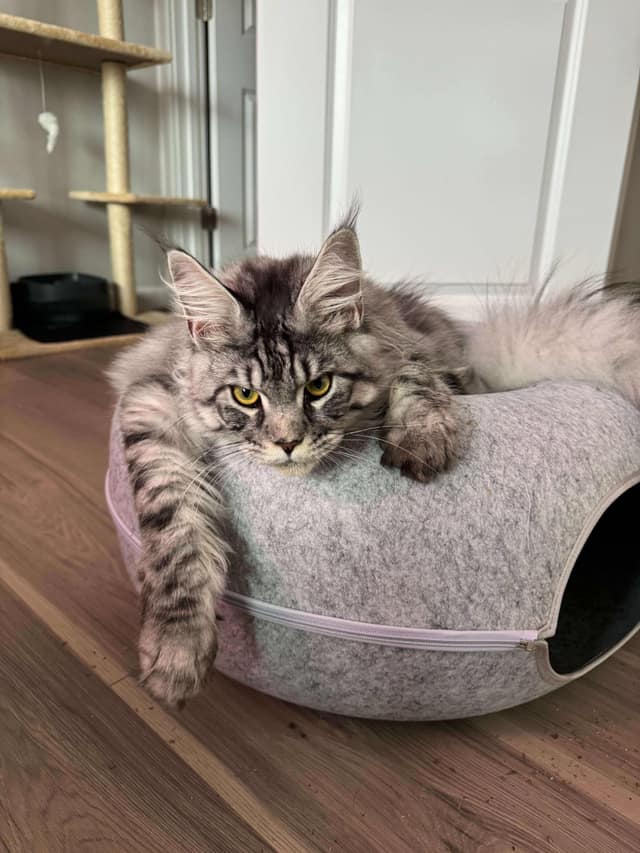 Milo, a gray tabby cat, resting with one paw draped over a cat bed