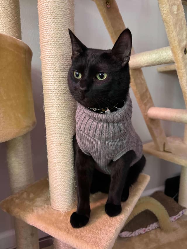 Ramen, a black cat with green eyes, wearing a gray sweater on a cat tree